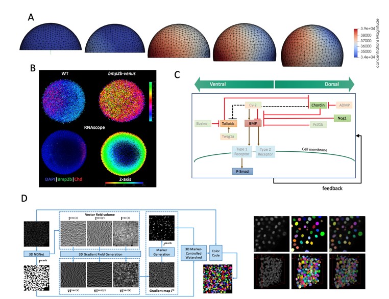 Read more: The Umulis Lab – David Umulis